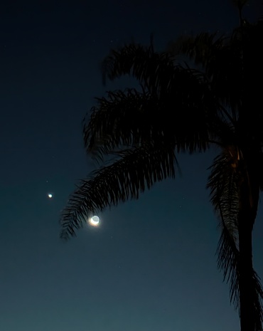 This photograph captures a serene night sky featuring two bright planets, a crescent moon, and a star, all framed by the silhouette of a palm tree.