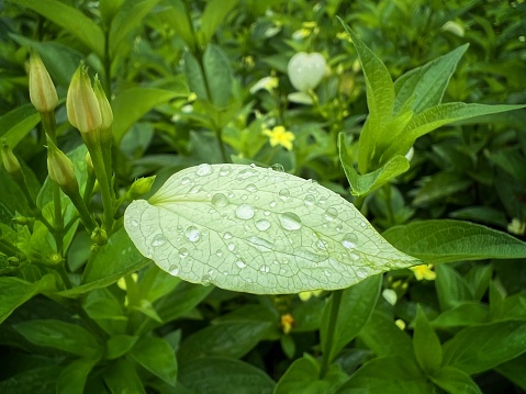 Water droplets settles on a leaf among shrubs after rain