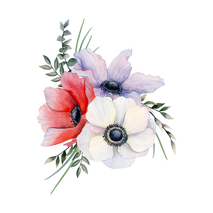 Field flowers bouquet of purple, white and red anemones with eucalyptus and grass watercolor illustration isolated on white background. Field poppies for spring wedding design and Mothers day cards.