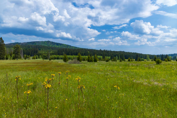 istock Typical spring landscape near Stozec, Nation park Sumava, Czech Republic 1906684770