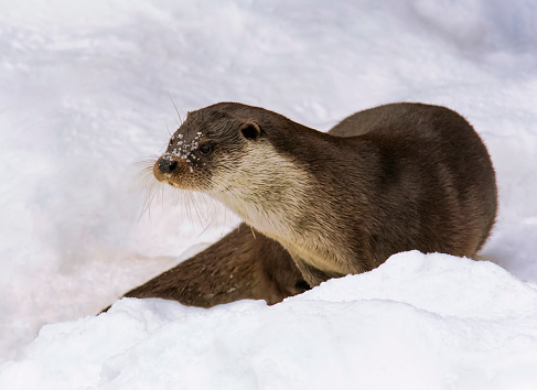 Wild male river otter on the snow-dusted ice of the river.