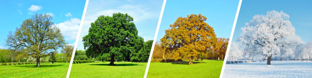 istock Park Panorama Trees - Four Seasons Tree in Spring, Summer, Autumn and Winter 1906692239