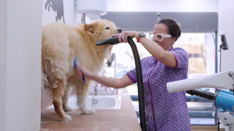 Side view of Video 4k Prores HQ Veterinarian woman dries Alaskan Malamute husky dog with an electric dryer after its bath