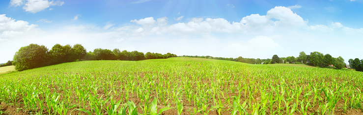 Growing Corn Field Panorama in Summer