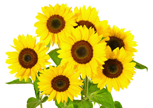 Group of Sunflowers on white Background