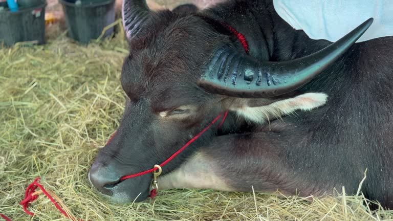 Thai buffalo sleeping in a pen