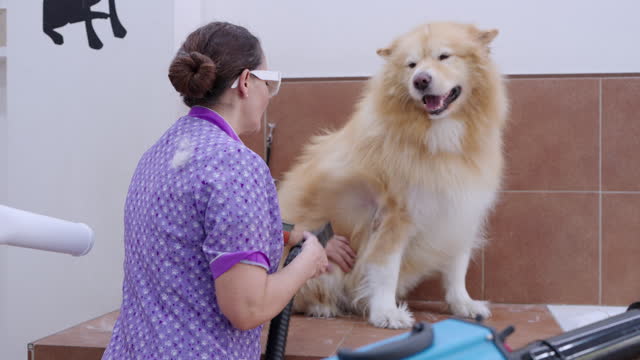 Side view of Video 4k Prores HQ Veterinarian woman dries Alaskan Malamute husky dog with an electric dryer after its bath