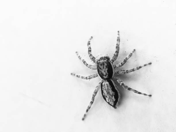 A small spider