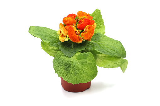 Slipper flower (Calceolaria) plant blossom in flower pot. White isolated background