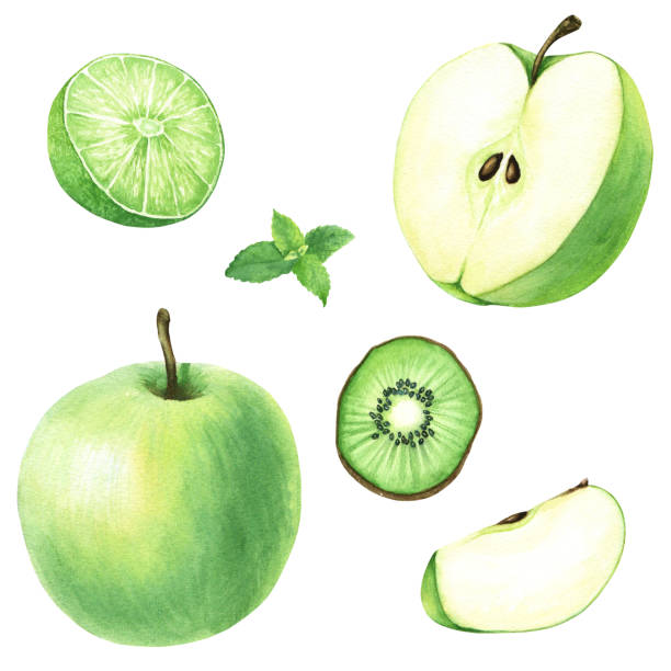 A set of fruits such as apple, lime, kiwi and mint. Hand drawn watercolor food illustration isolated on white background. For clip art cards menu label package A set of fruits such as apple, lime, kiwi and mint. Hand drawn watercolor food illustration isolated on white background. For clip art, cards, menu, label, package green apple slices stock illustrations