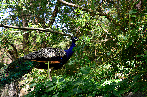 Closeup Pavo cristatus know Indian peafowl with blurred backgroung hidden in green scenery