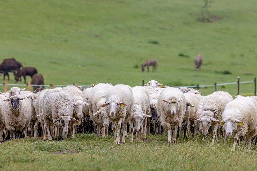 Sheep herd in National park Muranska Planina, Slovakia