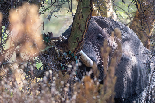 A portrait of an African elephant bull rubbing himself against a plant in the forest of Lake Manyara National Park - Tanzania
