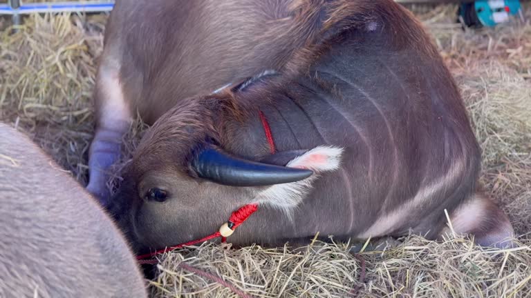 Thai buffalo sleeping in a pen