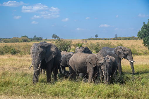 Large elephant herd taking a bath in the Chove river, Chobe Riverfront, Serondela, Chobe National Park, Botswana