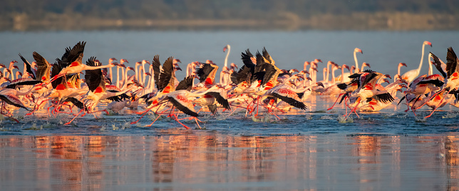 Ready to go - A large group of lesser flamingos at sunrise ready to take off in Lake Elementaita with beautiful light Panoramic view - Kenya