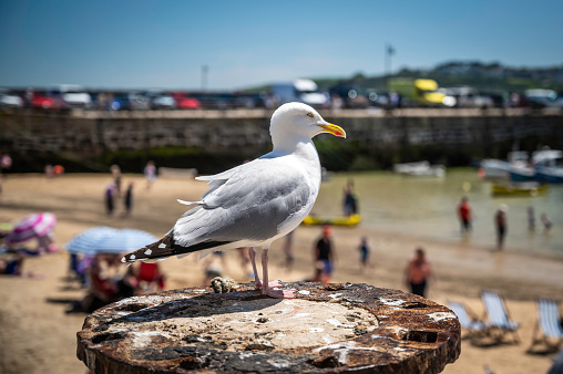 Seagull, perched overlooking a typical British beach in the summer