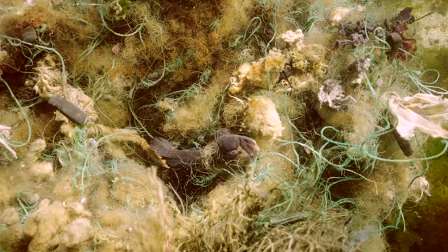Dead Goby fish in lost fishing net lies on seabed on bright sunny day in Black sea, Ghost gear pollution of Seas and Ocean, Slow motion, Forward movement for close-up of fish