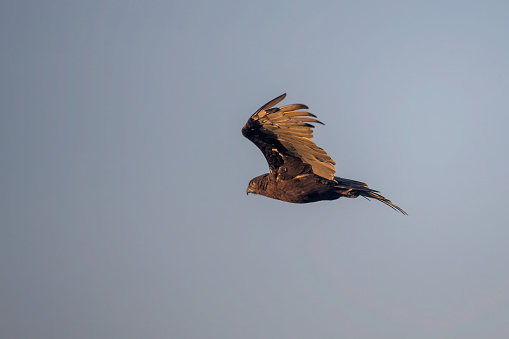 a black kite in flight in the Nogoro-Ngoro National Park – Tanzania