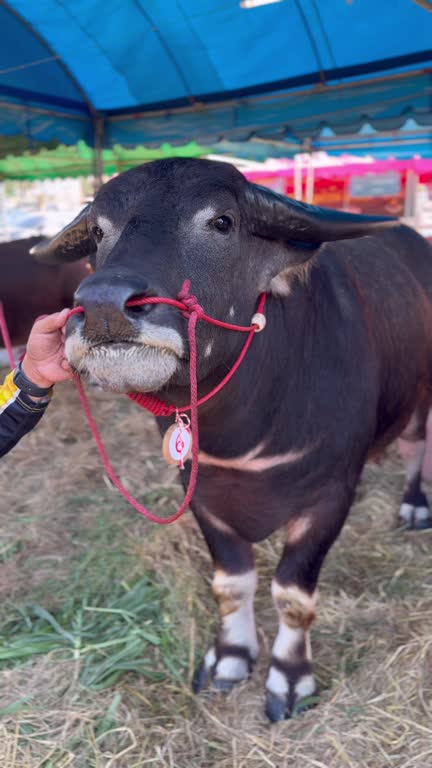 Buffalo chews grass in the pen