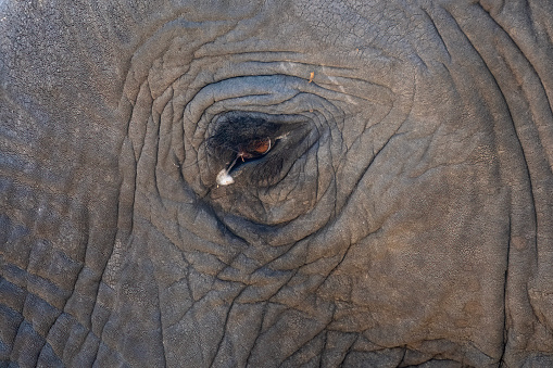 A vertical shot of the face of an adult elephant with long tusks