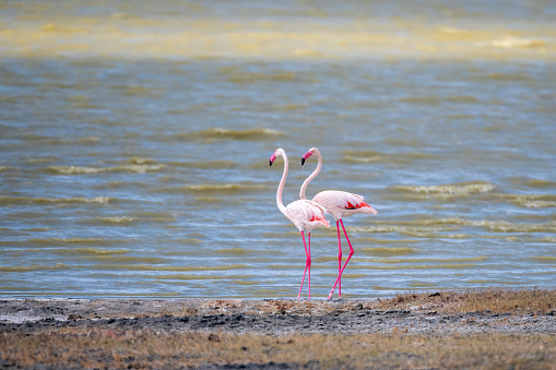 A pair of greater flamingos on the shore of an alkaline lake in Ngoro Crater National Park - Tanzania