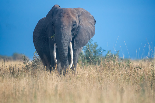 An African elephant with a large tusks in the plains of Serengeti National Park with blue sky – Tanzania