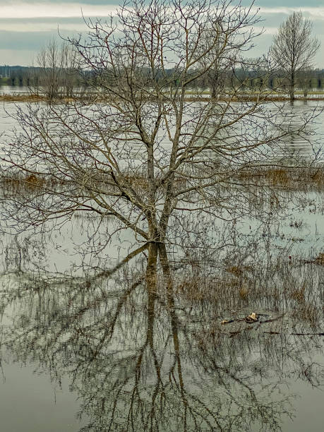 istock reflection of trees in the water, springtime, nature series 1906736926