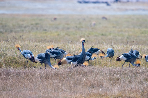 A large group of crowned cranes feeding in NgoroNgoro Crater National Park – Tanzania