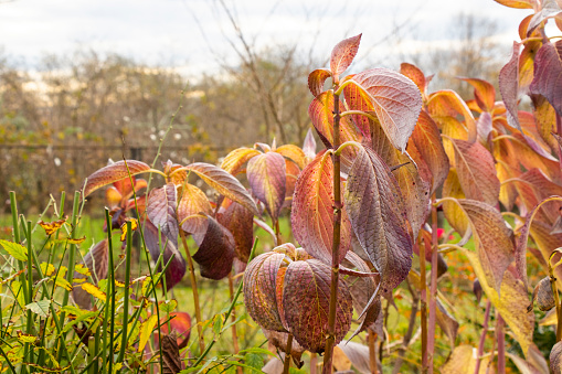 A closeup of dried leaves on a branch in autumn