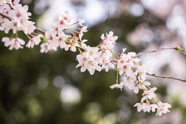 istock Blossom trees in a sunny outdoor setting 1906763480
