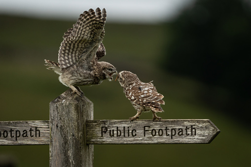 A little owl chick being fed by parent in Yorkshire, England