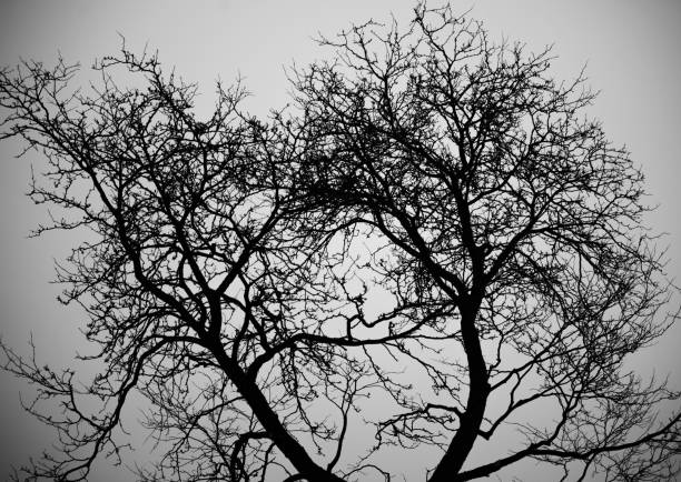 A cold winter morning with dense fog. The branches of leafless trees reveal their silhouette.
