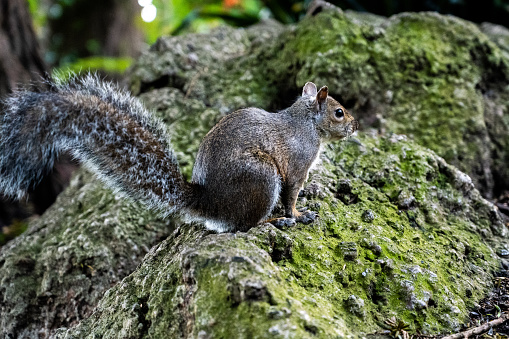 A closeup of a grey squirrel on green moss in city of San Francisco