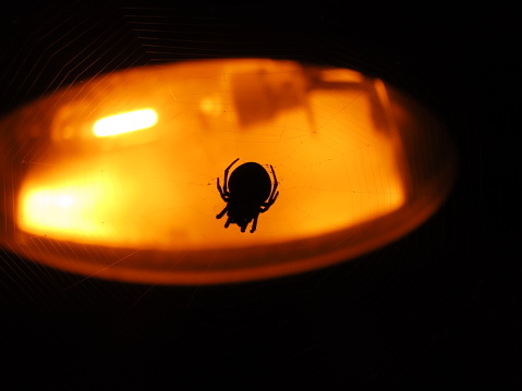 A black spider is illuminated by a single light source in a dark setting, creating a striking silhouette against the darkness