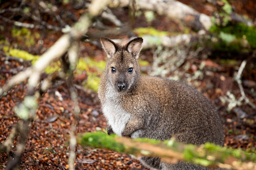 A cute wallaby pictured in its natural habitat