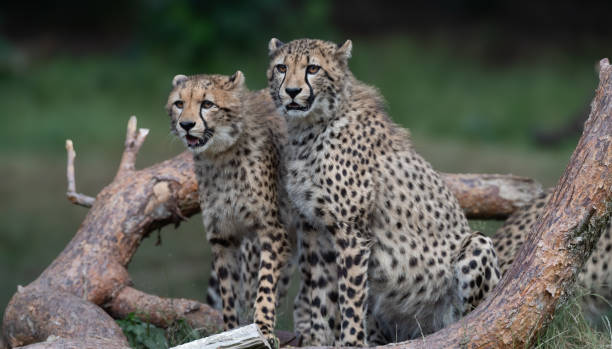 istock Two cheetah cubs perched on a tree branch in a grassy landscape. 1906767407