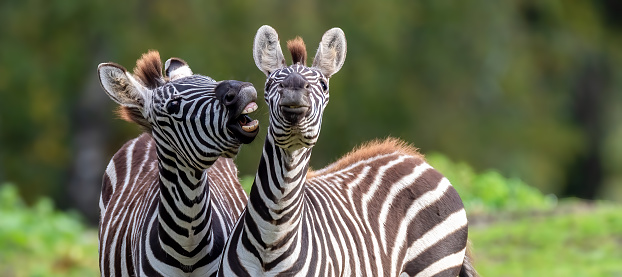 The two zebras standing in a grassy landscape.