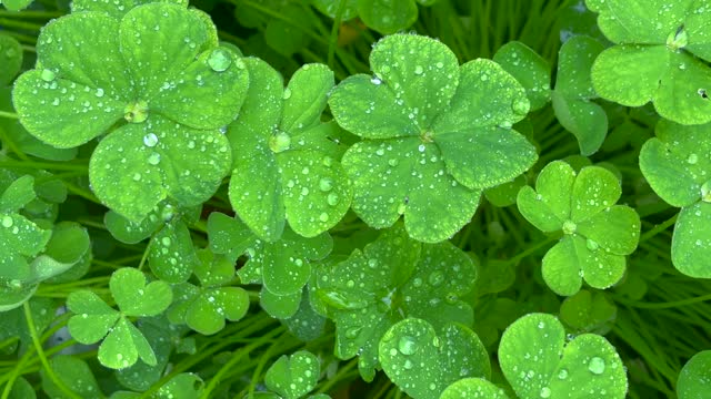 Four leaf clover with water drops on a rainy day 4k stock video