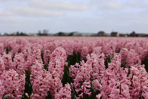 A beautiful field of pink Hyacinth flowers in full bloom
