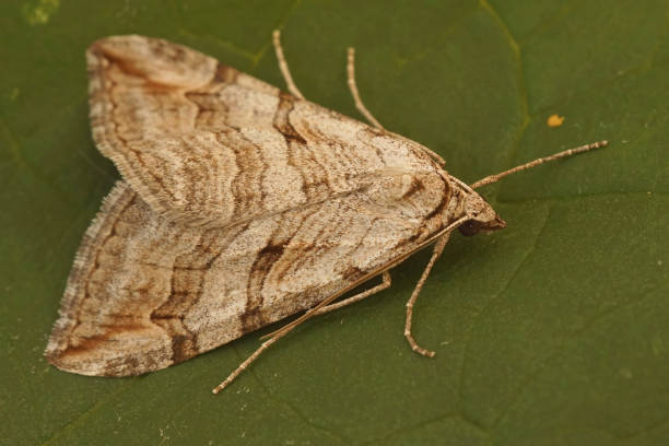 istock Closeup on a Lesser Treble-Bar moth, Aplocera efformata, 1906769066