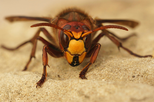 Vespa crabro European Hornet Insect. Digitally Enhanced Photograph.