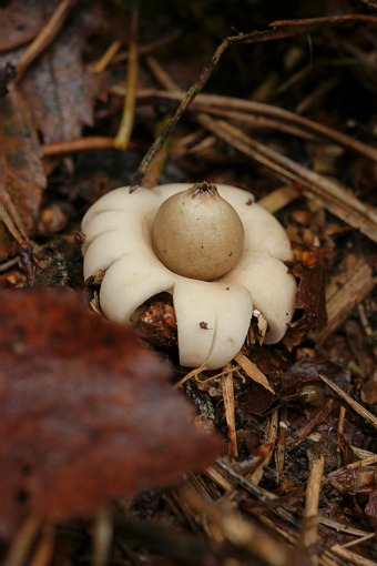 Natural closeup on a fringed or sessile earthstar mushroom , Geastrum fimbriatum on the forest floor