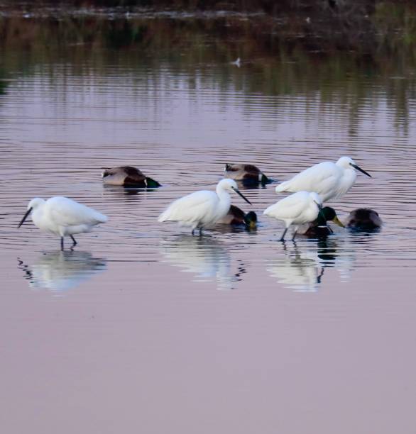istock Waterfowl foraging in the pond 1906769176