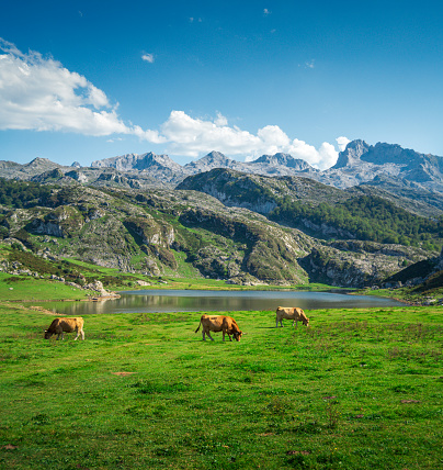A picturesque landscape of Covadonga Lakes in Asturias, Spain with cows grazing in the foreground