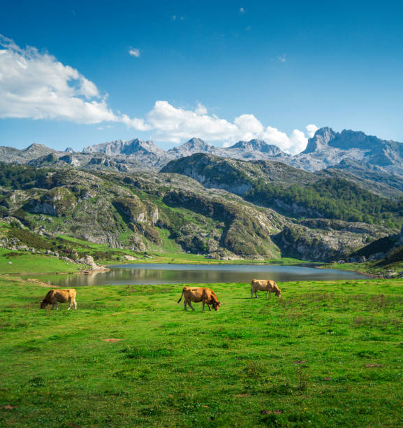 paisagem pitoresca dos lagos de covadonga nas astúrias, espanha com vacas pastando em primeiro plano - covadonga - fotografias e filmes do acervo