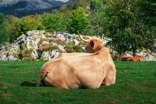 A large bovine resting in a grassy meadow near a cluster of large rocks in Asturias, Spain