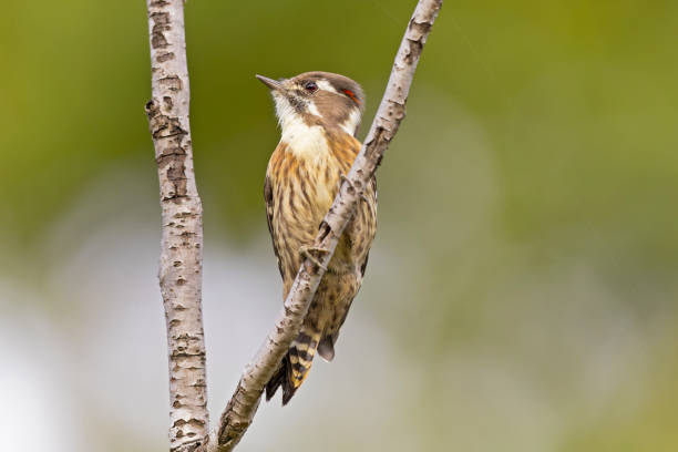 istock Japanese pygmy woodpecker perched on a small branch. 1906776807