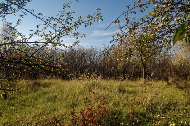 Apple orchard in the village in autumn, Russia