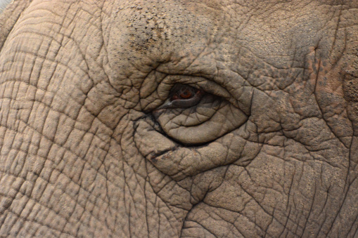 Senior elephant eye with grooved skin.